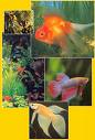 POISSONS