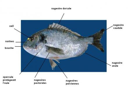 nageoire