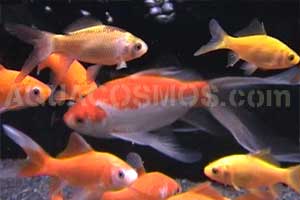 poisson rouge