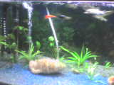 NOUVEL AQUARIUM