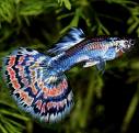 GUPPY