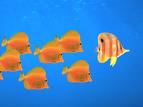 poissons de panurge