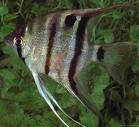 Scalaire