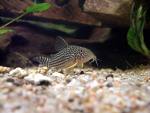 le corydoras a trois bandes