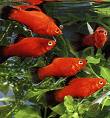 platy