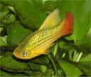 platy perroquet