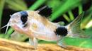 le corydoras panda