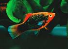 Platy