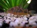 le corydoras marbré